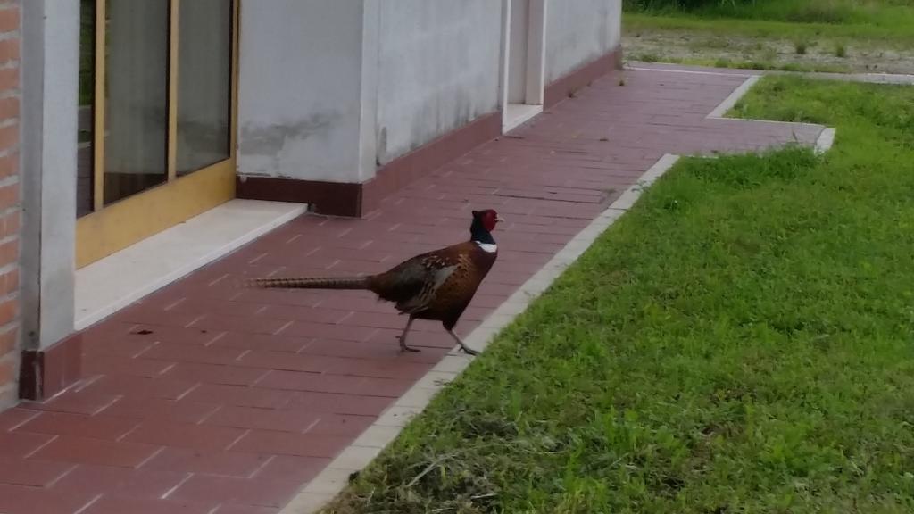 Locanda Veneta Βιτσέντζα Εξωτερικό φωτογραφία